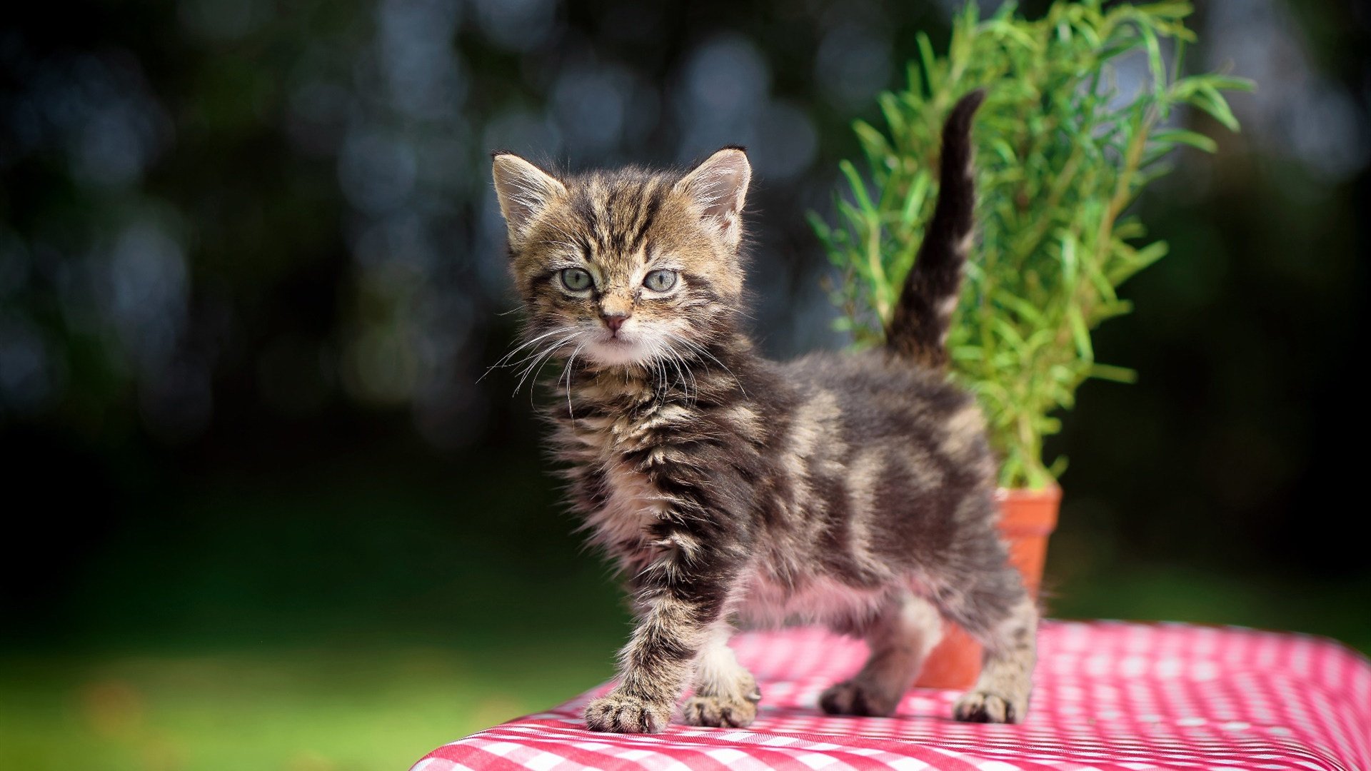 台球运动的“新面孔”:青年运动员崭露头角,台球选手年轻